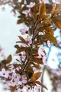 Flowers of the cherry blossoms on a spring day Royalty Free Stock Photo