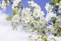 Flowers of the cherry blossoms on a spring day