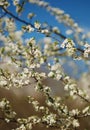 Flowers of the cherry blossoms on a spring day Royalty Free Stock Photo