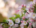 Flowers of the cherry blossoms on a spring day Royalty Free Stock Photo