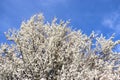 Flowers of the cherry blossoms on a spring day. Royalty Free Stock Photo