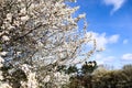 Flowers of the cherry blossoms on a spring day. Royalty Free Stock Photo