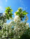 Flowers of the cherry blossoms on a spring day Royalty Free Stock Photo