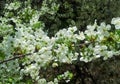 Flowers of the cherry blossoms on a spring day Royalty Free Stock Photo