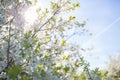 Flowers of the cherry blossoms on a spring