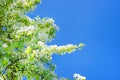 Flowers of the cherry blossoms on a spring day Royalty Free Stock Photo