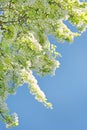 Flowers of the cherry blossoms on a spring day Royalty Free Stock Photo