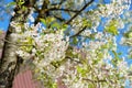 Flowers of the cherry blossoms on a spring day Royalty Free Stock Photo