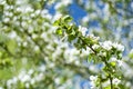 Flowers of the cherry blossoms on a spring day Royalty Free Stock Photo