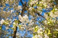 Flowers of the cherry blossoms on a spring day Royalty Free Stock Photo