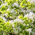 Flowers of the cherry blossoms on a spring day Royalty Free Stock Photo