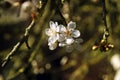Flowers of cherry plum in early spring in the fruit orchard, closeup shot Royalty Free Stock Photo