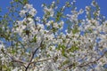 Flowers of an cherry tree