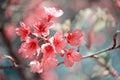 Flowers of the cherry tree, sakura, natural in pastel colors Royalty Free Stock Photo