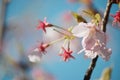 Flowers of the cherry tree, sakura, natural in pastel colors Royalty Free Stock Photo