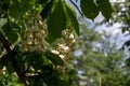 Flowers of a chestnut tree on a fotne of green leaves in the shade