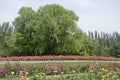 China rose garden Royalty Free Stock Photo