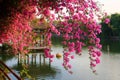 Flowers in Chinese park.