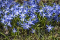 Flowers of Chionodoxa Luciliae Scilla luciliae