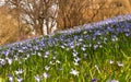 Flowers of Chionodoxa Luciliae (Scilla luciliae) in a meadow in the park