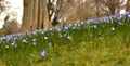 Flowers of Chionodoxa Luciliae (Scilla luciliae) in a meadow in the park