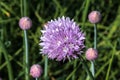 Flowers of Chive