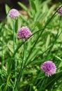 Flowers on Chive Plant