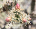 Flowers of a Cholla Cactus Royalty Free Stock Photo