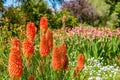 Flowers at Christchurch Botanic gardens, New Zealand Royalty Free Stock Photo