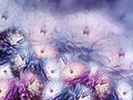 Flowers chrysanthemum on blurry background. blue-violet-pink background. floral collage. flower composition. Royalty Free Stock Photo