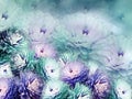 Flowers chrysanthemum on blurry background. turquoise-blue-violet background. floral collage. flower composition Royalty Free Stock Photo