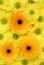 Flowers Chrysanthemums background in spring, birthday or mothers