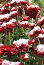 Flowers. Chrysanthemums in the snow. Chrysanthemums. Red chrysanthemums under snow