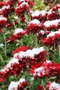 Flowers. Chrysanthemums in the snow. Chrysanthemums. Red chrysanthemums under snow