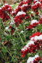 Flowers. Chrysanthemums in the snow. Chrysanthemums. Red chrysanthemums under snow