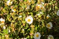 Flowers of Cistus albidus L. White rockrose white steppe. ALBINO specimen.