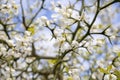 Flowers of citrus trifoliata tree with green leaves Royalty Free Stock Photo