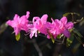 Flowers of Clammy goosefoot