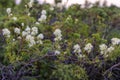 Flowers of Clematis flammula Royalty Free Stock Photo