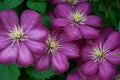 Flowers clematis purple purple plants garden