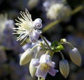 Flowers of Clematis vitalba