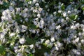 Flowers of Clematis vitalba