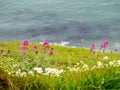 Flowers at cliff at Durdle door