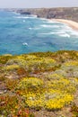 Flowers, Cliffs, beach and waves in Arrifana Royalty Free Stock Photo