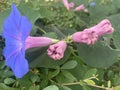 the flowers of the climbing ornamental plant are purple