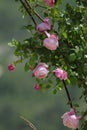 The flowers of the Climbing Roses are in full bloom Royalty Free Stock Photo