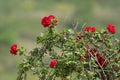 The flowers of the Climbing Roses are in full bloom Royalty Free Stock Photo