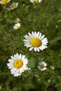 White and yellow flowers of Anthemis arvensis plant Royalty Free Stock Photo