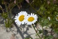 White and yellow flowers of Anthemis arvensis plant Royalty Free Stock Photo