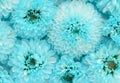 Flowers close up background blue turquoise color